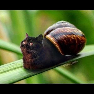 Meet your Posher, Isaiah